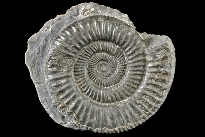 Ammonite (Dactylioceras) Fossil - England #163014